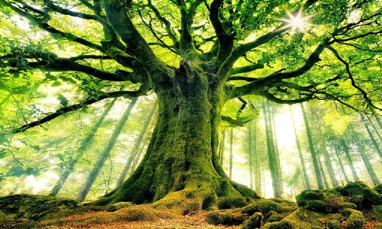 WisdomTree запустила токенизированный фонд с опционной стратегией на блокчейне